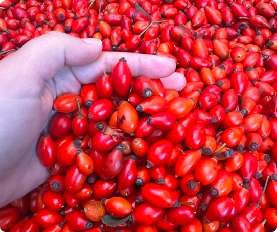 Nedeljna ponuda oktobar 3