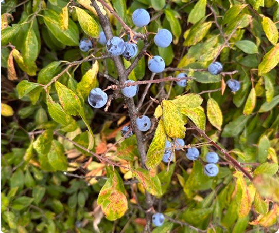 Nedeljna ponuda oktobar 4