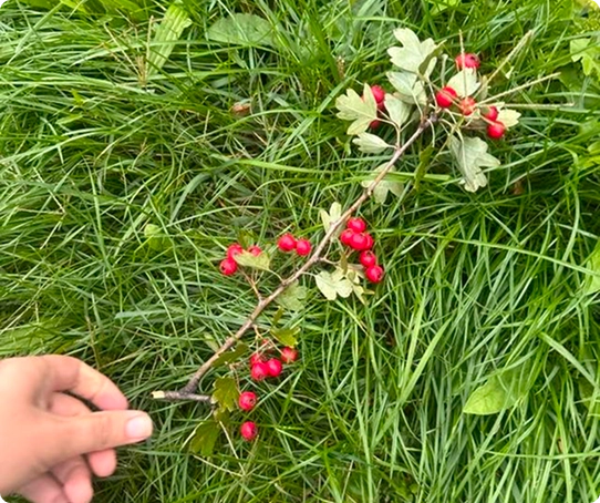 Nedeljna ponuda oktobar 5